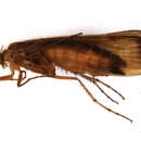 Image of Limnephilus helveticus Schmid 1965