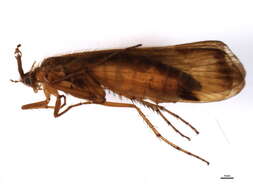 صورة Limnephilus helveticus Schmid 1965