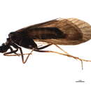 Imagem de Notidobia melanoptera Stein 1863