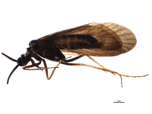 Image of Notidobia melanoptera Stein 1863