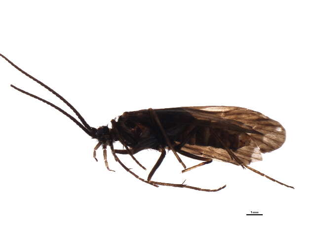 Image of Notidobia melanoptera Stein 1863