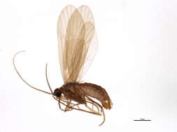 Image of Tinodes luscinia Ris 1903