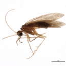 Image of Psychomyia kaiya Malicky & Chantaramongkol 1993
