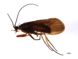 Image of Chaetopteryx