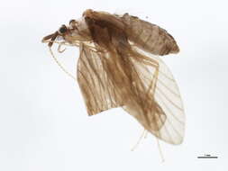 Lepidostoma (Lepidostoma) hirtum (Fabricius 1775) resmi