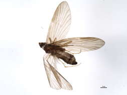Imagem de Lepidostoma (Lepidostoma) hirtum (Fabricius 1775)