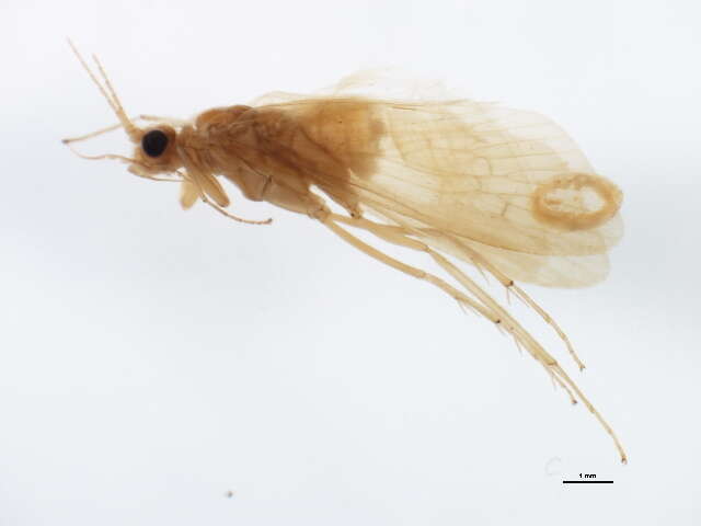 Image of Potamyia baenzigeri Malicky & Chantaramongkol ex Malicky 1997