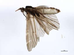 Image of Athripsodes albifrons (Linnaeus 1758)