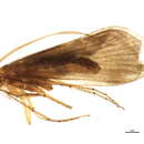 Image of Ecclisopteryx madida (McLachlan 1867)