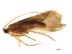 صورة Ecclisopteryx madida (McLachlan 1867)