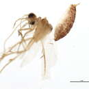 Image of Psychomyia chompu Malicky & Chantaramongkol 1993