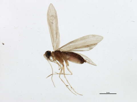 Image of Psychomyia mithila Malicky & Chantaramongkol 1993