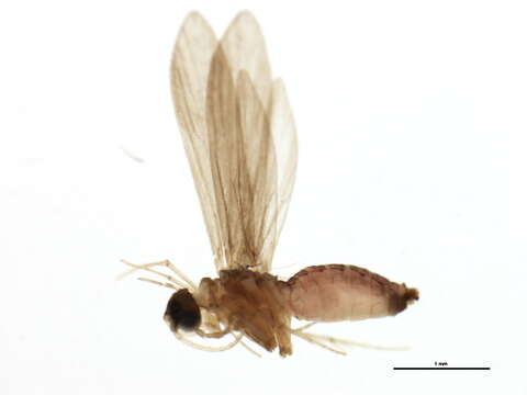 Image of Psychomyia mithila Malicky & Chantaramongkol 1993