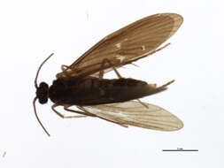 Image of Ptilocolepus granulatus (Pictet 1834)