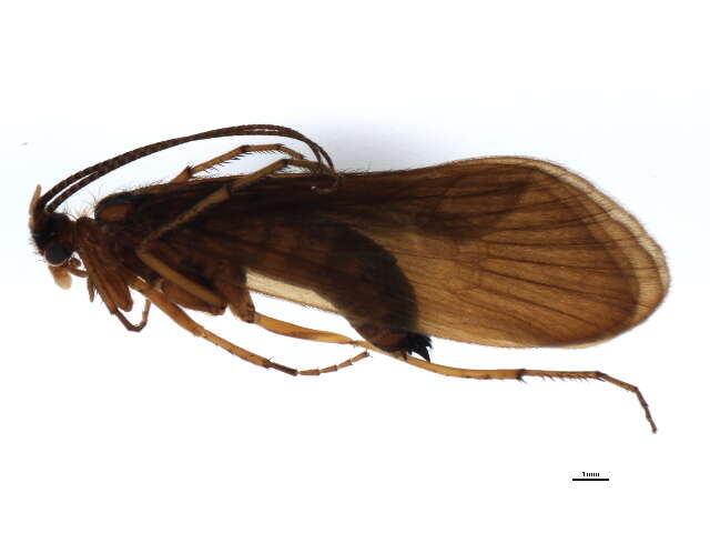 Image of Anabolia lombarda Ris 1897