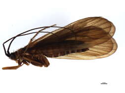 Image of Anabolia lombarda Ris 1897