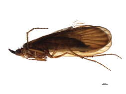 Image of Anabolia lombarda Ris 1897