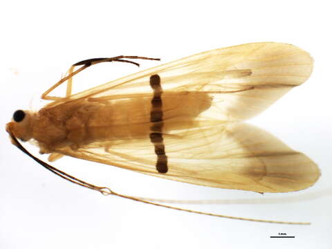 صورة Macrostemum fastosum (Walker 1852)