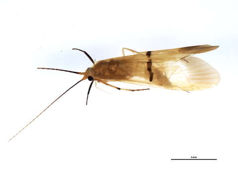 صورة Macrostemum fastosum (Walker 1852)