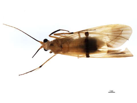 صورة Macrostemum fastosum (Walker 1852)