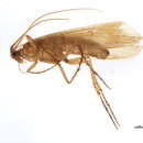 Image of Limnephilus italicus McLachlan 1884