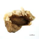 Image of <i>Agapetus padanus</i>