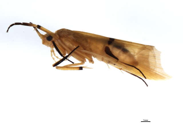 Image of Macrostemum midas Malicky & Chantaramongkol ex Malicky 1998