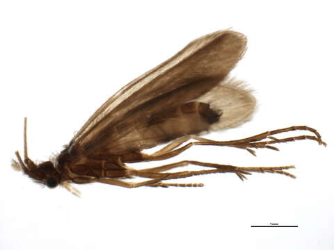 Image of Beraea maura