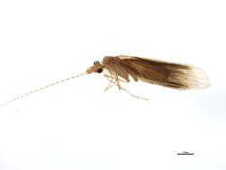 Image of long-horned caddisflies