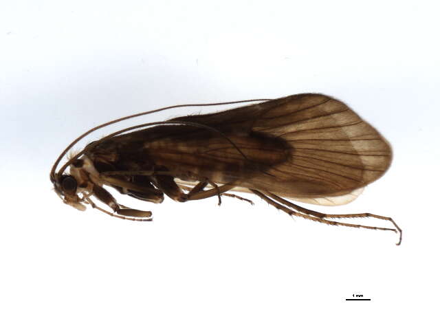 Ecclisopteryx guttulata (Pictet 1834) resmi