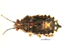 Image of Arhyssus nigristernum (Signoret 1859)