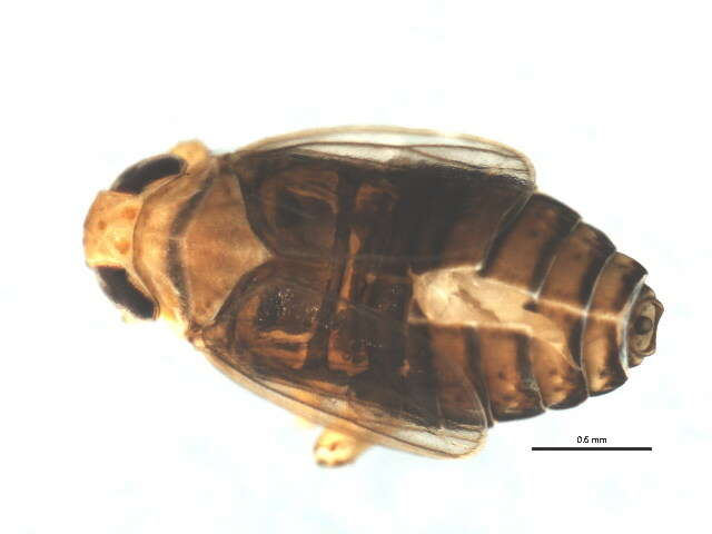 Image of Fulgoroidea