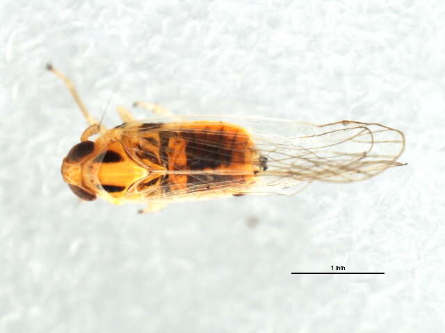 Image of Fulgoroidea