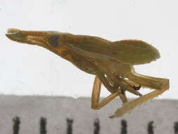 Image of Scolops angustatus Uhler 1876