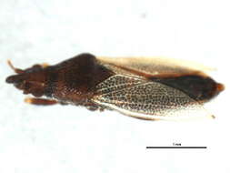 Plancia ëd Cymus coriacipennis (Stal & C. 1859)