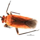 Image of Lopidea confraterna (E. Gibson 1918)