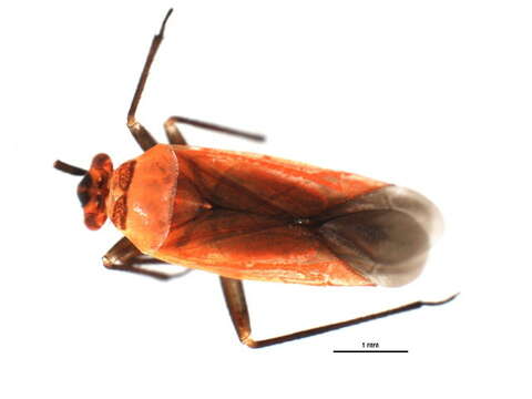 Image of Lopidea confraterna (E. Gibson 1918)