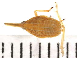 Image of Scolops angustatus Uhler 1876