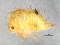 Image of <i>Ceresa lutea</i>