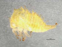 Image of Stictocephala brevicornis Fitch