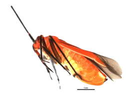 Image of Lopidea