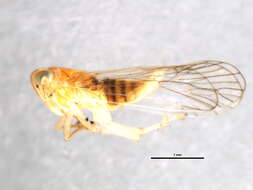 Image of Fulgoroidea