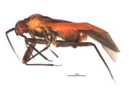 Image of Lopidea instabilis (Reuter 1909)