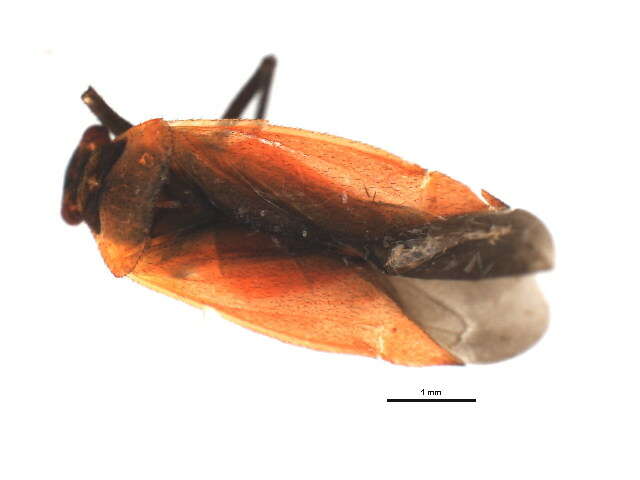 Image of Lopidea instabilis (Reuter 1909)