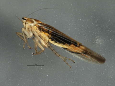 <i>Cicadula vittipennis</i> resmi