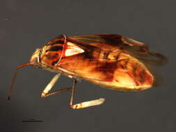 صورة Lygus plagiatus Uhler 1895