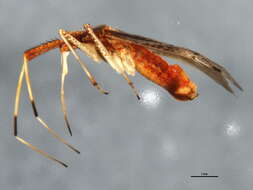Image of Phytocoris lasiomerus Reuter 1909