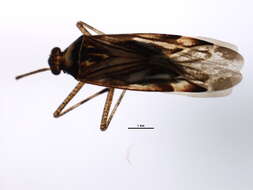 Image of Phytocoris knowltoni Knight 1974