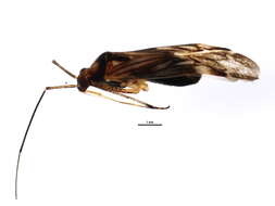 Image of Phytocoris knowltoni Knight 1974