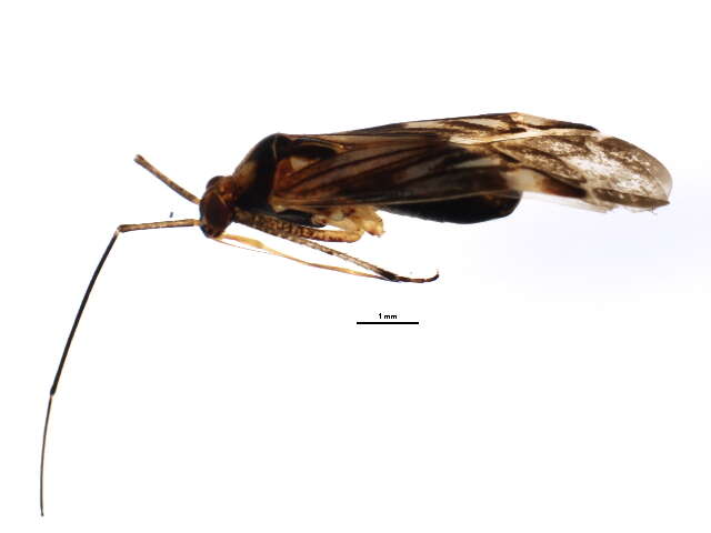 Image of Phytocoris knowltoni Knight 1974